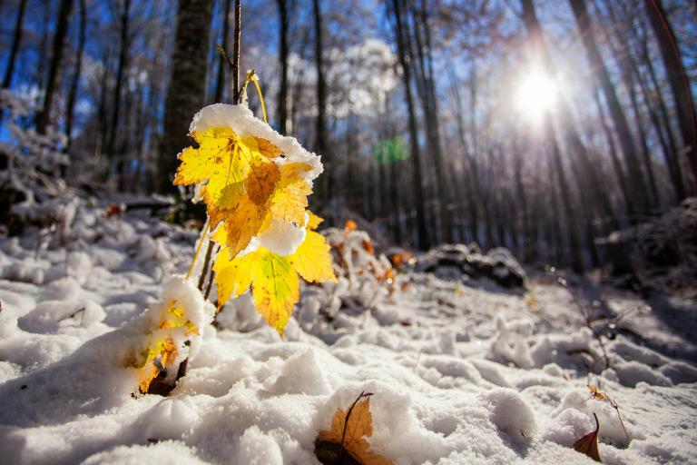 Prima neve in Cansiglio